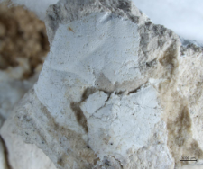 Tanidromitidae