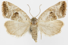 Elaphria venustula