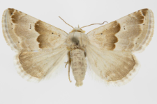 Pyrrhia exprimens