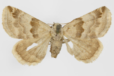 Pyrrhia exprimens