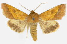 Pyrrhia umbra