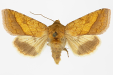 Pyrrhia umbra
