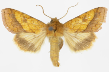 Pyrrhia umbra