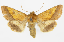 Pyrrhia umbra