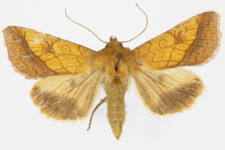 Pyrrhia umbra