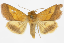 Pyrrhia umbra