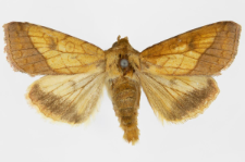 Pyrrhia umbra