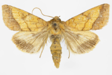 Pyrrhia umbra