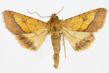 Pyrrhia umbra