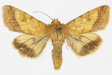 Pyrrhia umbra