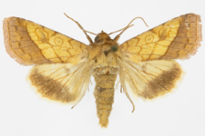 Pyrrhia umbra