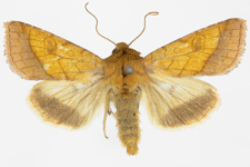 Pyrrhia umbra