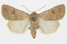 Caradrina fuscicornis