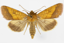 Pyrrhia umbra