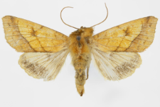 Pyrrhia umbra