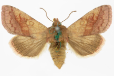 Helivictoria victorina