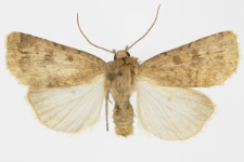 Caradrina morphens