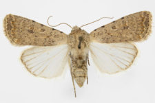 Caradrina clavipalpis
