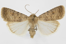Caradrina clavipalpis