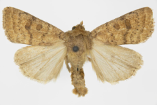 Caradrina morphens