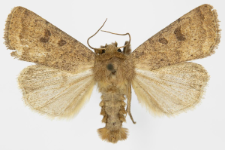Caradrina morphens
