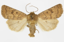 Caradrina morphens