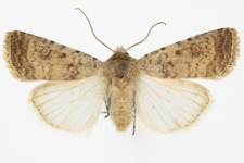 Caradrina clavipalpis