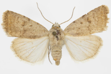 Caradrina clavipalpis