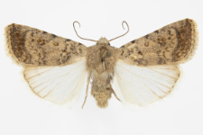 Caradrina clavipalpis