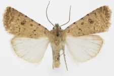 Caradrina clavipalpis