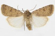 Caradrina clavipalpis