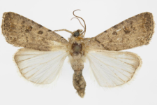 Caradrina clavipalpis
