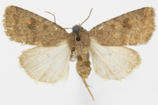 Caradrina morphens