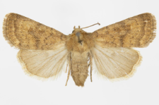 Caradrina morphens