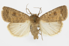 Caradrina morphens