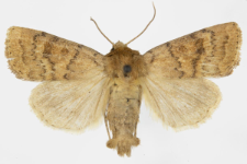 Caradrina morphens
