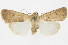 Caradrina clavipalpis