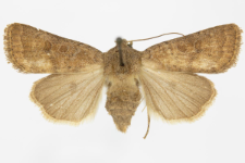 Hoplodrina octogenaria