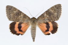 Catocala elocata