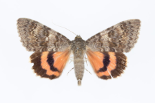 Catocala elocata
