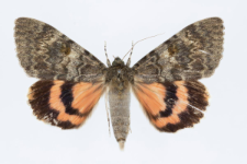 Catocala elocata