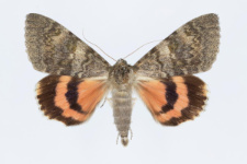 Catocala elocata
