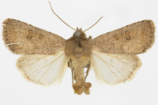 Hoplodrina blanda