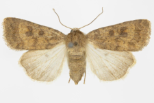 Hoplodrina blanda