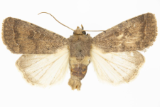 Hoplodrina blanda