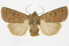 Hoplodrina blanda