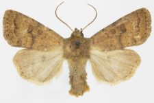Hoplodrina blanda