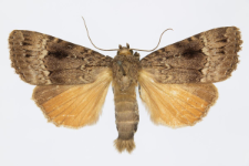 Amphipyra pyramidea