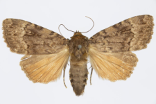 Amphipyra pyramidea