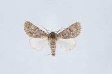 Acronicta euphorbiae